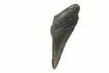 Partial, Fossil Megalodon Tooth #240143-1